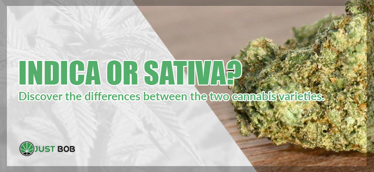 marijuana sativa or indica