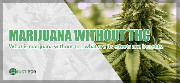 no thc marijuana CBD marijuana whitout thc