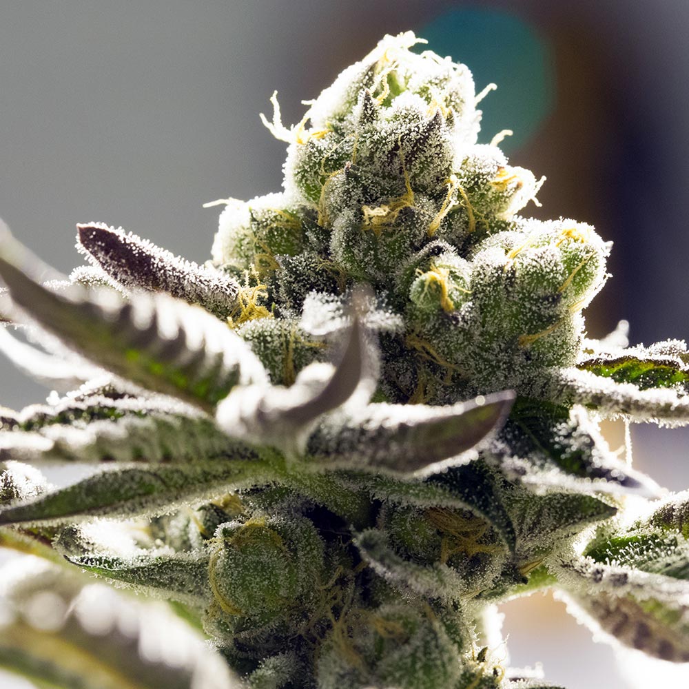 orange-blossom-graines-de-cannabis-femminisees-france orange-blossom-graines-de-cannabis-femminisees-france