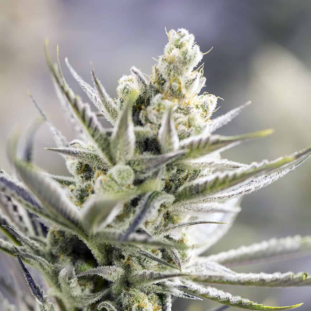 orange-blossom-xxl-graines-autofloraison-cannabis orange-blossom-xxl-graines-autofloraison-cannabis