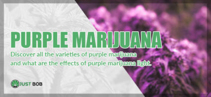 the purple marijuana light CBD
