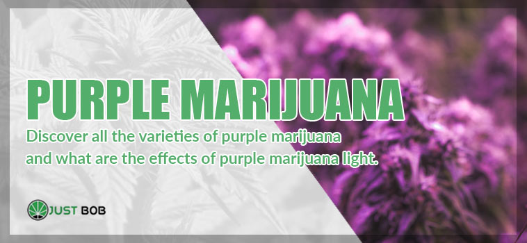 the purple marijuana light CBD