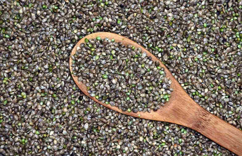 marijuana hemp seeds in italy