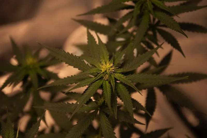 The Bulldog Royal Cheese marijuana photo