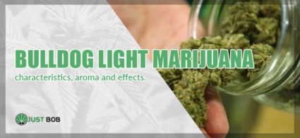 the best bulldog light marijuana online