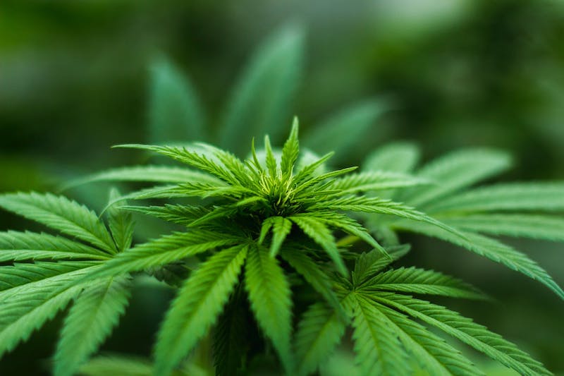 grow indoor marijuana