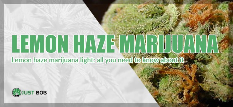 article cover: marijuana lemon haze