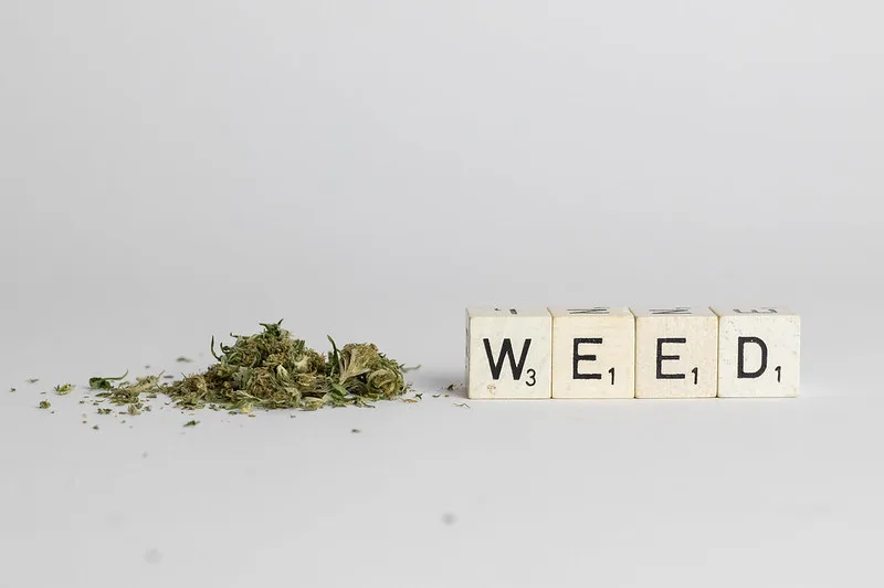 Marijuana lemon haze lemon haze marijuana