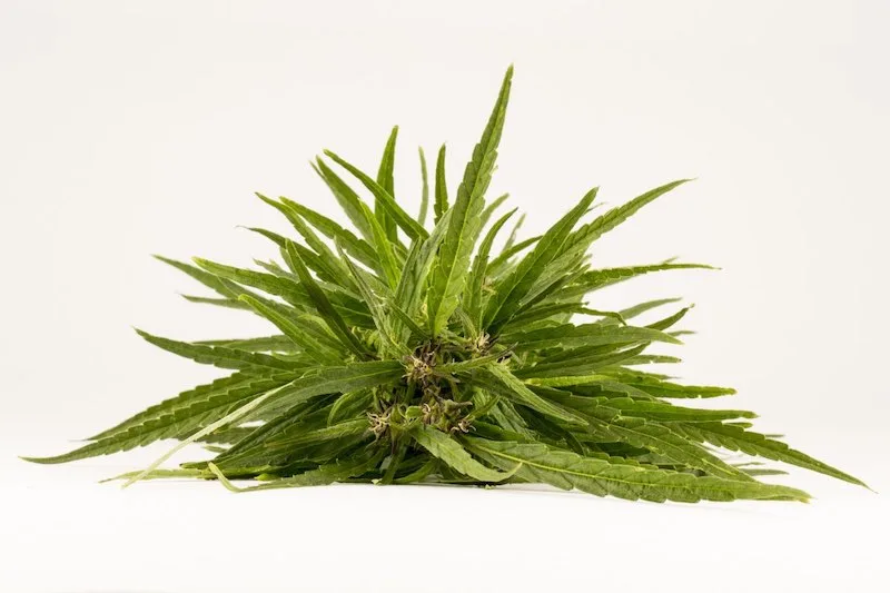 marijuana silver haze hemp marijuana silver haze hemp