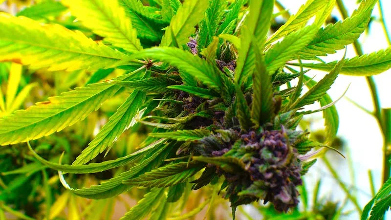 marijuana silver haze photo about the the silver haze marijuana