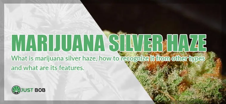 original marijuana silver haze original marijuana silver haze