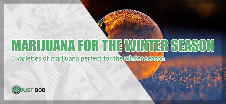 winter season marijuana plant