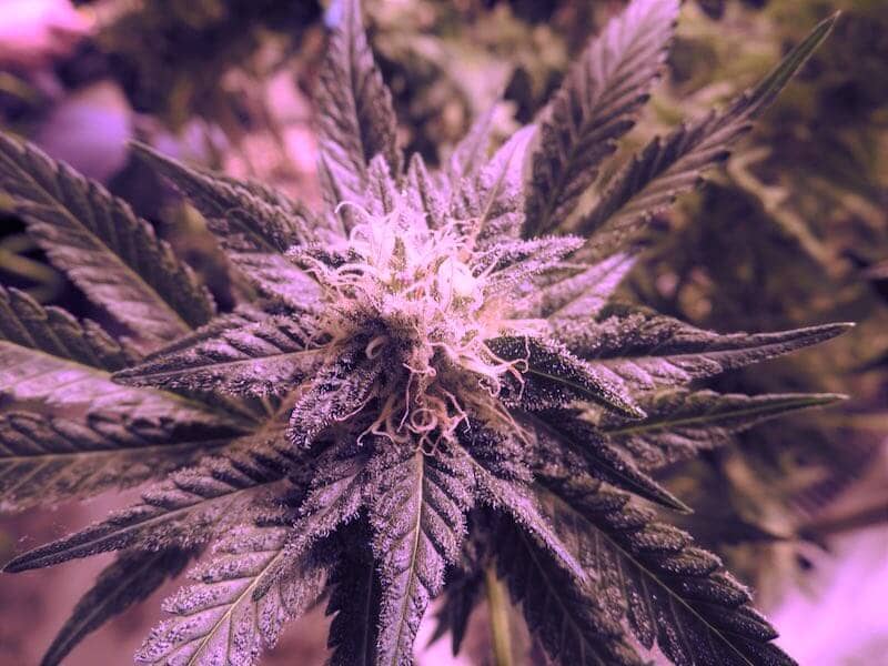purple marijuana type