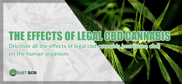 All the effects of legal CBD cannabis