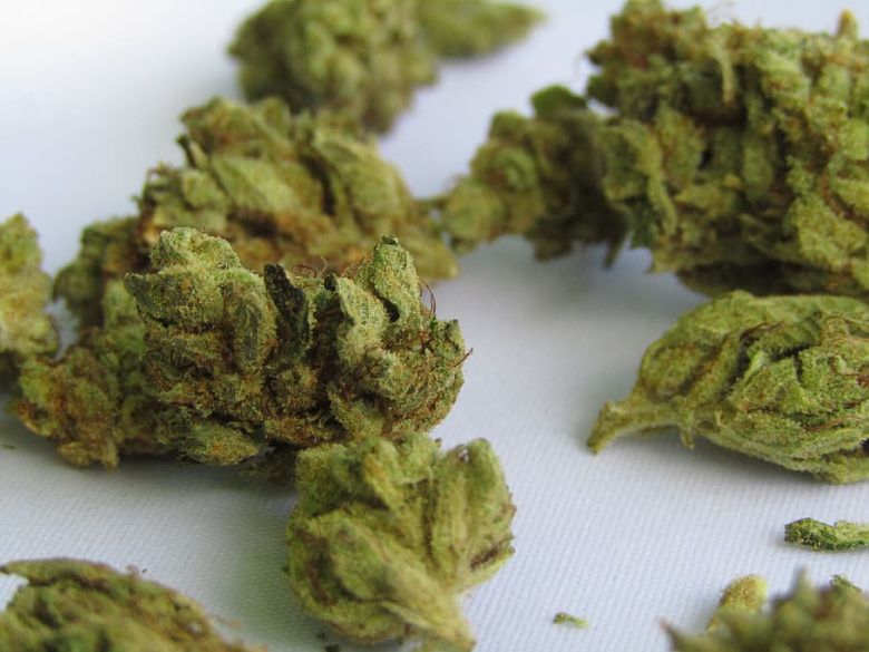 CBD buds herbal tea for cannabis light lovers