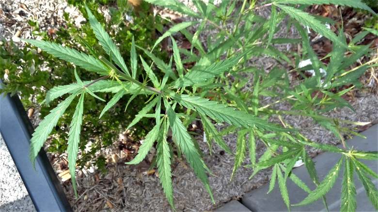 Cannabis ruderalis type