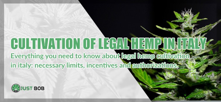 Cultivation of legal hemp in Italy