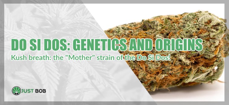 Do Si Dos cannabis light genetics and origins