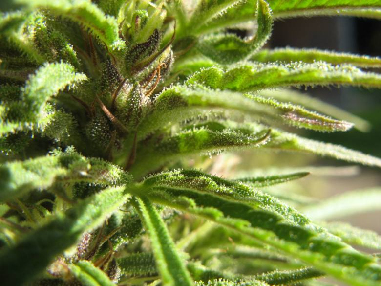 Female flower Cannabis light