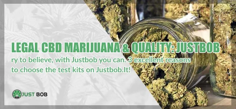 Legal-CBD-Marijuana-quality-on-Justbob Legal CBD Weed and quality Justbob