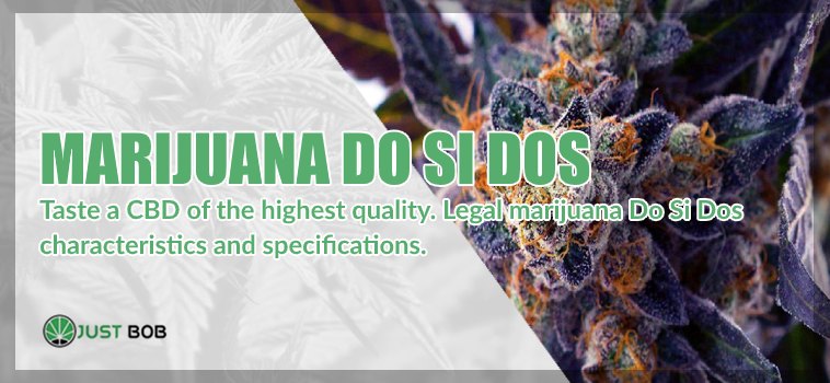 Do si Dos: taste this CBD Flowers of high quality