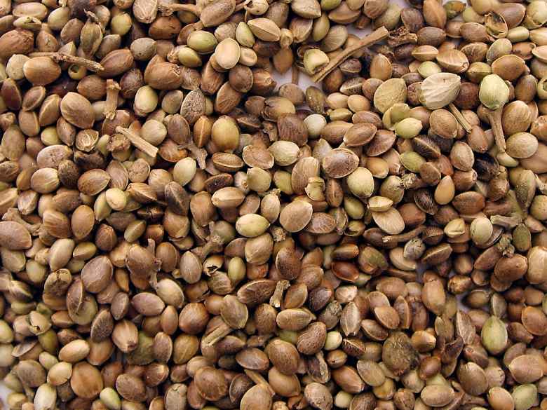 Legal sativa hemp's seeds