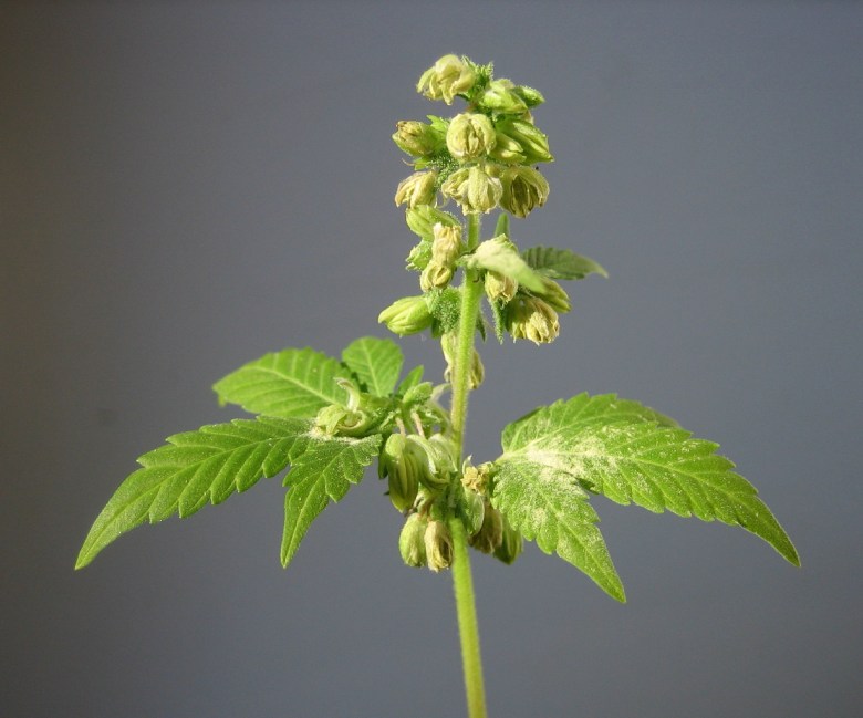 Male legal hemp flower