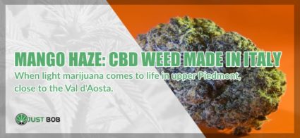 Mango Haze is CBD weed made in Italy