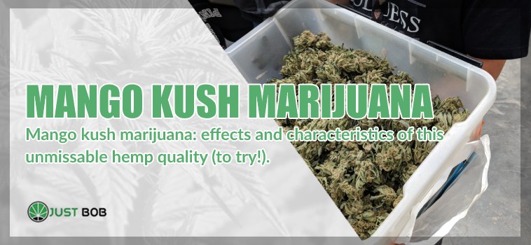 Mango Kush: characteristics of this CBD Bud