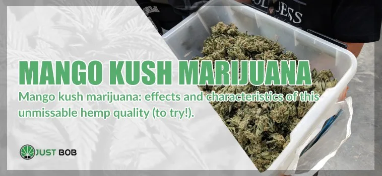 Mango-Kush-Marijuana Mango Kush: characteristics of this CBD Bud
