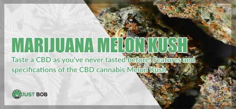 Marijuana-Melon-Kush-cbd The Melon Kush CBD