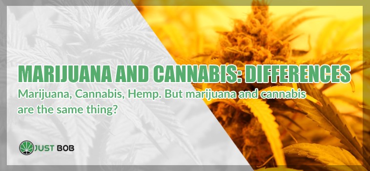 Marijuana and cannabis cbd differences