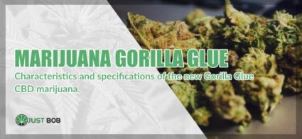 Marijuana light Gorilla Glue
