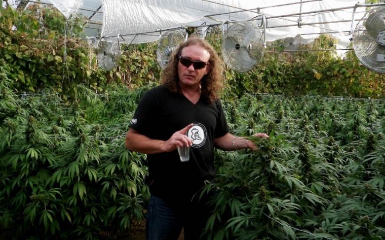 Shantibaba the possible father of white widow marijuana light