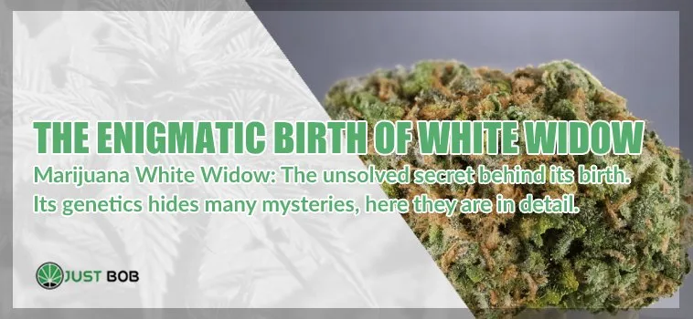 the-enigmatic-birth-of-white-widow-cbd White Widow: the best cbd weed