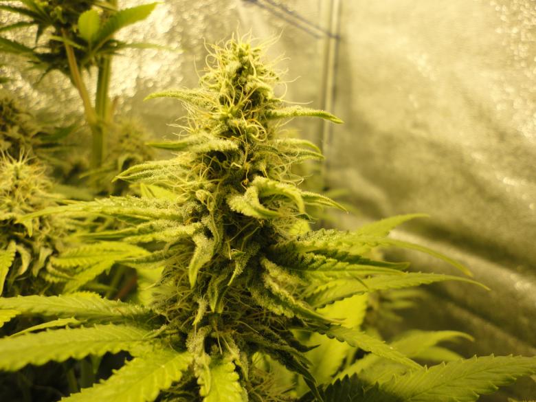 White Widow marijuana cbd indoor cultivation