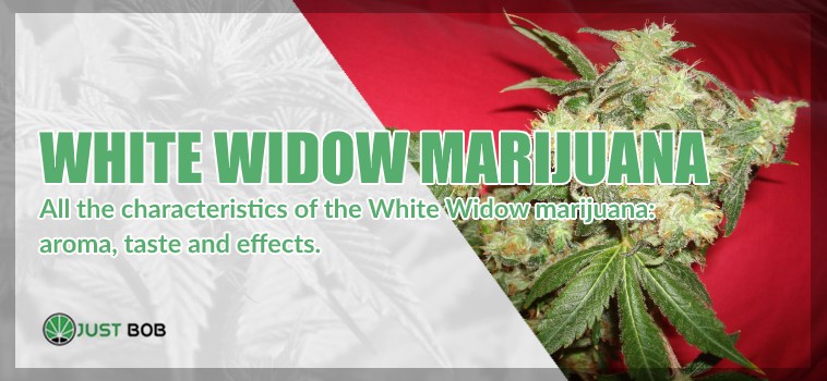 White widow legal marijuana