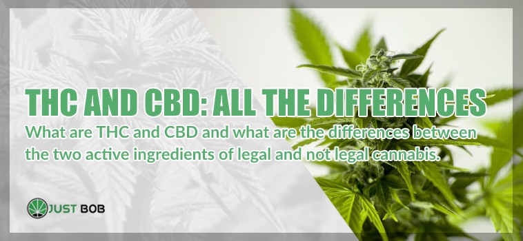 differences between thc and cbd