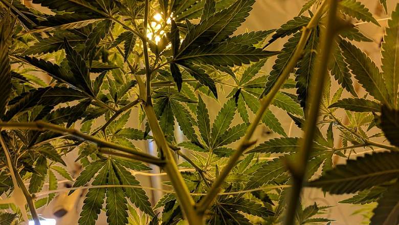 indoor cultivation of california haze cannabis light