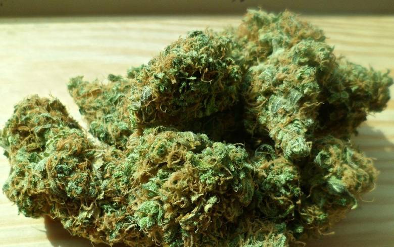 inflorescences of legal CBD marijuana in italy