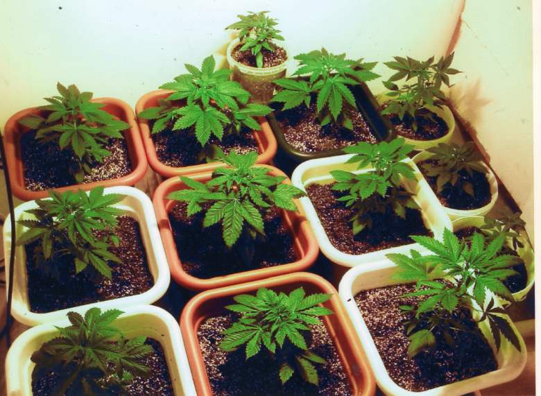 italian cultivation of legal cannabis