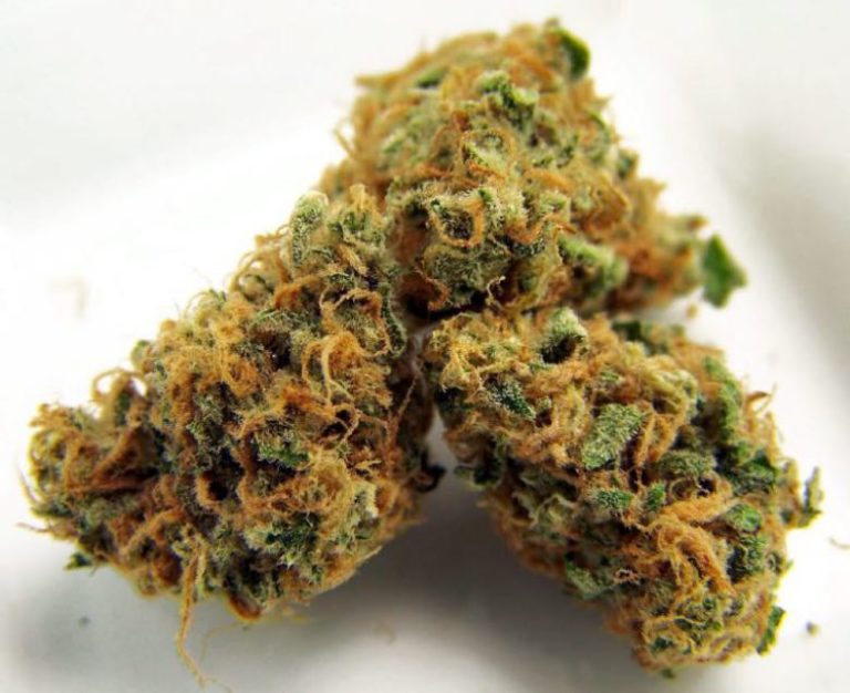 The irreplaceable Melon Kush comes to life here