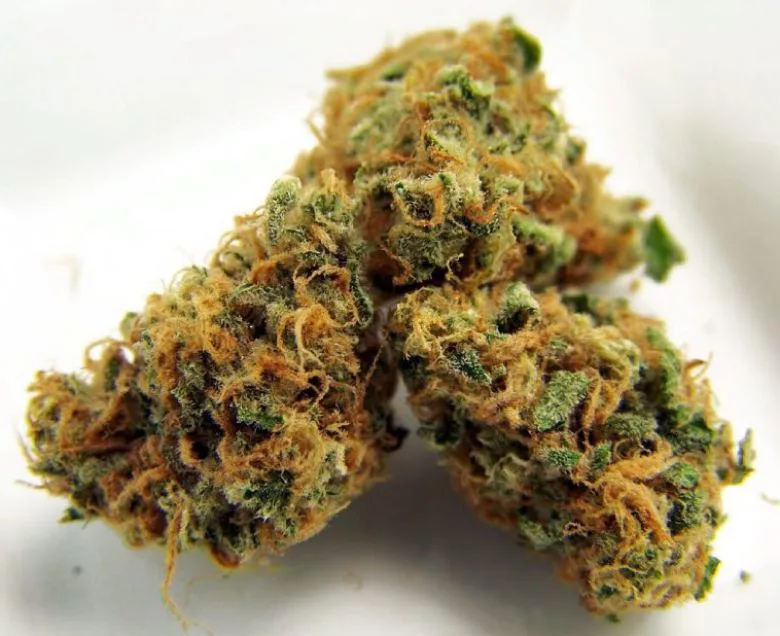 marijuana light melon kush origins