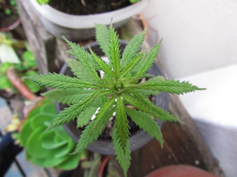 marijuana plants per house in spain