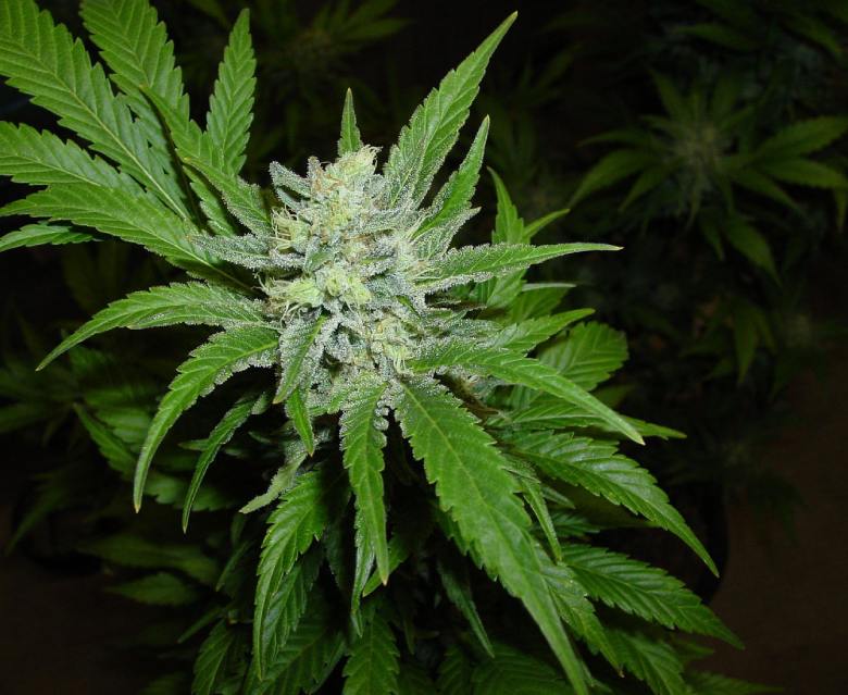 northern lights legal cannabis