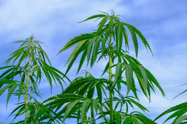 plant of legal cannabis cbd