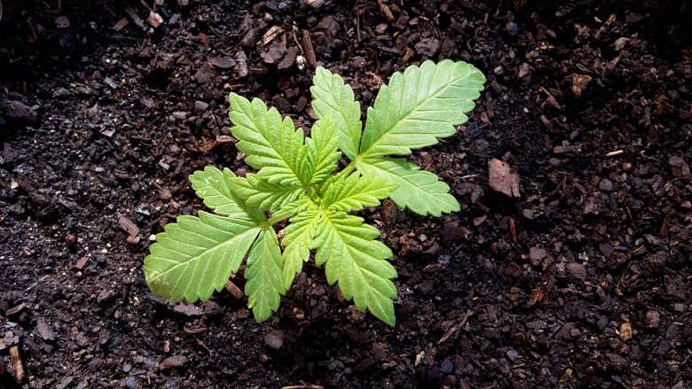 plants of legal cannabis like a farmer