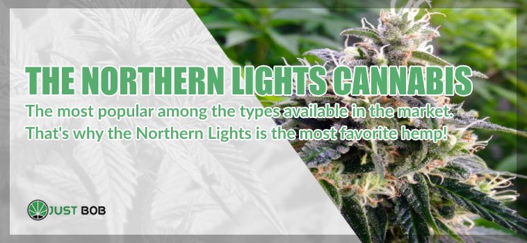 the Northern Lights cannabis