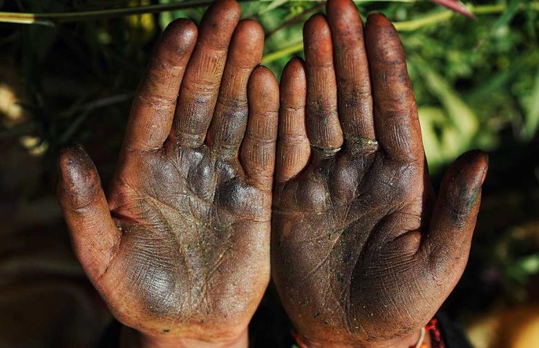 trichomes of cannabis buds stick to the palms of the hands for make hascisch cbd charas