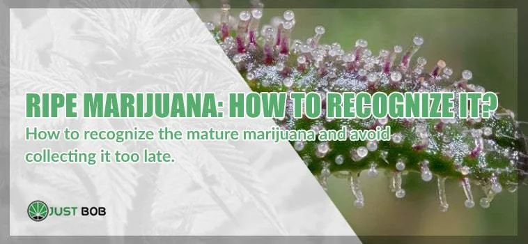 ripe-marijuana-cbd ripe marijuana cbd